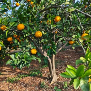 Valencia Orange Plant, Fruit Tree Orange, Live Orange Fruit Tree From 2 To 3 Feet Height In Large Pot No Ship To CA