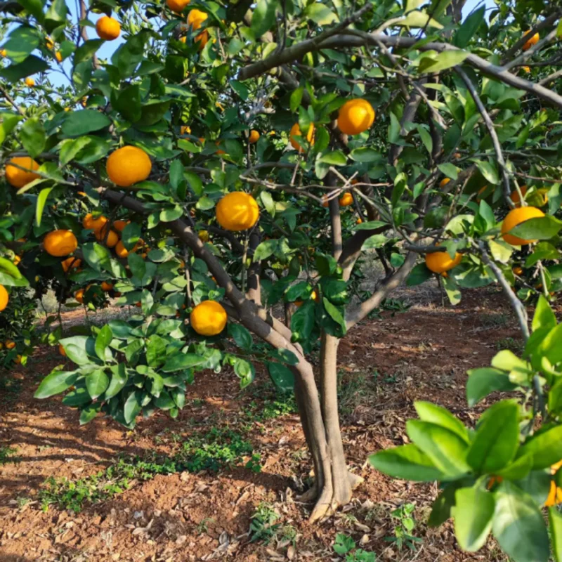 Valencia Orange Plant, Fruit Tree Orange, Live Orange Fruit Tree From 2 To 3 Feet Height In Large Pot No Ship To CA