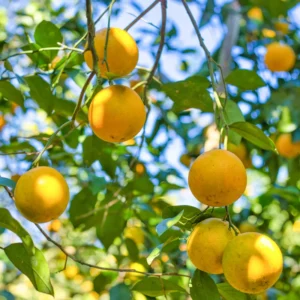 Valencia Orange Plant, Fruit Tree Orange, Live Orange Fruit Tree From 2 To 3 Feet Height In Large Pot No Ship To CA