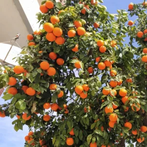 Orange Tree, Honey Orange Fruit Plant, Fruit Orange Tree 3 Feet Tall, Large Pot No Ship To CA