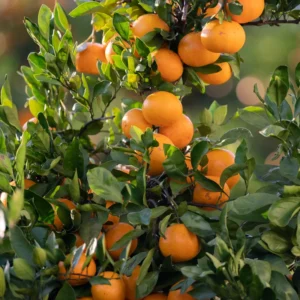 Orange Tree, Honey Orange Fruit Plant, Fruit Orange Tree 3 Feet Tall, Large Pot No Ship To CA