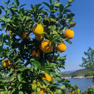 Orange Tree, Honey Orange Fruit Plant, Fruit Orange Tree 3 Feet Tall, Large Pot No Ship To CA