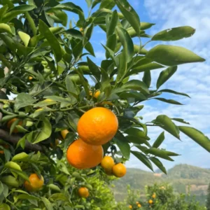 Orange Tree, Honey Orange Fruit Plant, Fruit Orange Tree 3 Feet Tall, Large Pot No Ship To CA