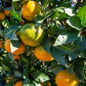 Orange Tree Live Plant, Honey Orange Fruit Tree, Fruit Tree Live 2 Feet Tall No Ship To CA
