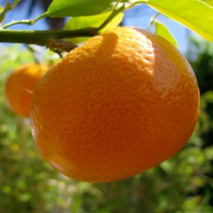 Orange Tree Live Plant, Honey Orange Fruit Tree, Fruit Tree Live 2 Feet Tall No Ship To CA