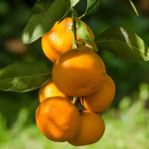Orange Tree Live Plant, Honey Orange Fruit Tree, Fruit Tree Live 2 Feet Tall No Ship To CA