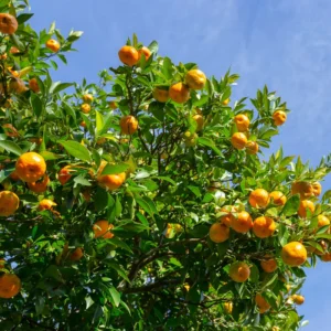 Orange Tree Live Plant, Honey Orange Fruit Tree, Fruit Tree Live 2 Feet Tall No Ship To CA