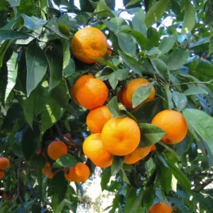 Orange Tree Live Plant, Honey Orange Fruit Tree, Fruit Tree Live 2 Feet Tall No Ship To CA