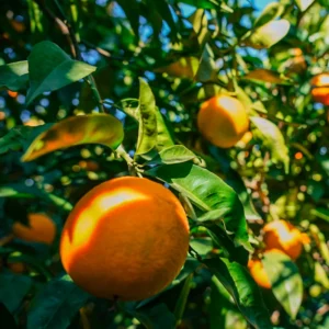 Navel Orange Tree, Live Orange Fruit Tree, Fruit Plant 3 Feet Tall Live In Pot, Live Fruit Plant No Ship To CA