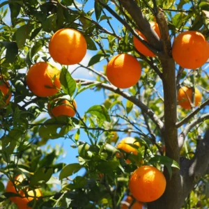 Navel Orange Tree, Live Orange Fruit Tree, Fruit Plant 3 Feet Tall Live In Pot, Live Fruit Plant No Ship To CA