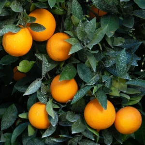 Navel Orange Tree, Live Orange Fruit Tree, Fruit Plant 3 Feet Tall Live In Pot, Live Fruit Plant No Ship To CA