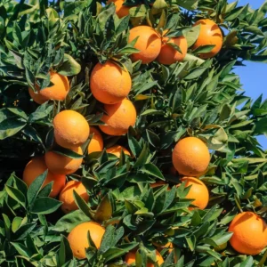 Navel Orange Tree, Live Orange Fruit Tree, Fruit Plant 3 Feet Tall Live In Pot, Live Fruit Plant No Ship To CA