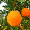 Navel Orange Tree, Live Orange Fruit Tree, Fruit Plant 3 Feet Tall Live In Pot, Live Fruit Plant No Ship To CA