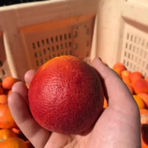 Blood Orange Tree, Blood Orange Plant 2 To 3 Feet, Live Blood Orange Tree, Fruit Tree Live Plant No Ship To CA