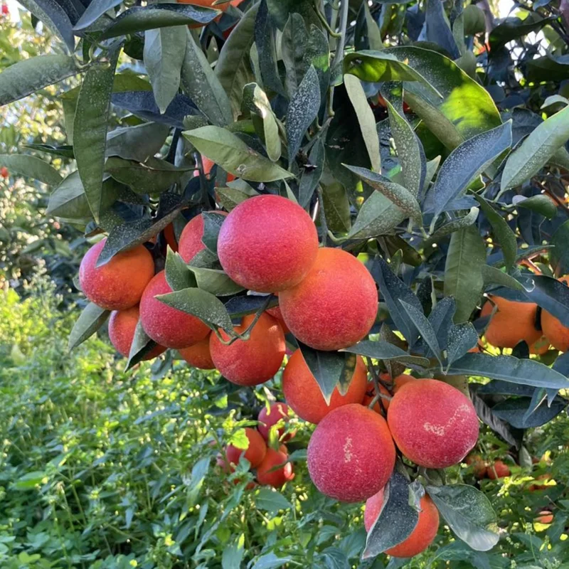 Blood Orange Tree, Blood Orange Plant 2 To 3 Feet, Live Blood Orange Tree, Fruit Tree Live Plant No Ship To CA