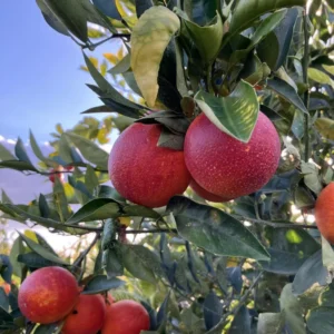 Blood Orange Tree, Blood Orange Plant 2 To 3 Feet, Live Blood Orange Tree, Fruit Tree Live Plant No Ship To CA