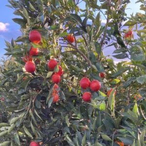Blood Orange Tree, Blood Orange Plant 2 To 3 Feet, Live Blood Orange Tree, Fruit Tree Live Plant No Ship To CA