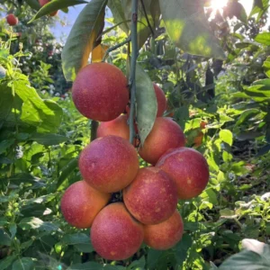 Blood Orange Tree Plant, Blood Orange Tree, Blood Orange Live Plant 3 Feet Tall No Ship To CA