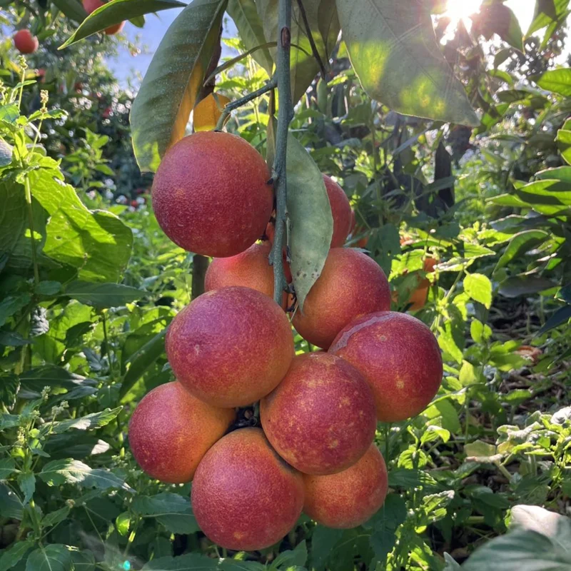 Blood Orange Tree Plant, Blood Orange Tree, Blood Orange Live Plant 3 Feet Tall No Ship To CA