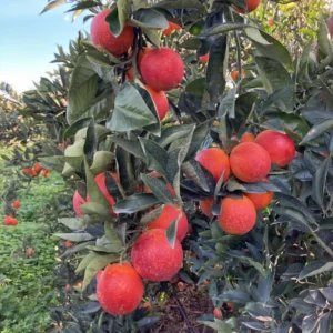 Blood Orange Tree Plant, Blood Orange Tree, Blood Orange Live Plant 3 Feet Tall No Ship To CA