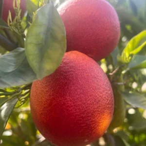 Blood Orange Tree Plant, Blood Orange Tree, Blood Orange Live Plant 3 Feet Tall No Ship To CA