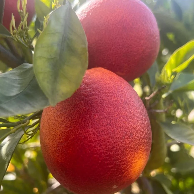 Blood Orange Tree Plant, Blood Orange Tree, Blood Orange Live Plant 3 Feet Tall No Ship To CA