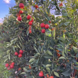 Blood Orange Tree Plant, Blood Orange Tree, Blood Orange Live Plant 3 Feet Tall No Ship To CA