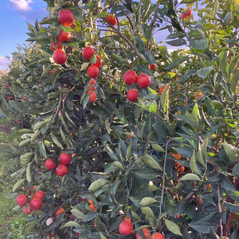 Blood Orange Tree Plant, Blood Orange Tree, Blood Orange Live Plant 3 Feet Tall No Ship To CA