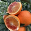 Red Navel Orange Tree Live Plant, Navel Orange Tree, Red Navel Orange Tree Outdoor Planting From 2 Feet Height Potted No Ship To CA