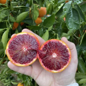 Red Navel Orange Tree Live Plant, Navel Orange Tree, Red Navel Orange Tree Outdoor Planting From 2 Feet Height Potted No Ship To CA