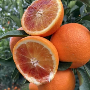 Red Navel Orange Tree Live Plant, Navel Orange Tree, Red Navel Orange Tree Outdoor Planting From 2 Feet Height Potted No Ship To CA