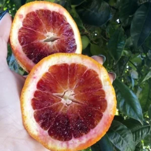 Red Navel Orange Tree Live Plant, Navel Orange Tree, Red Navel Orange Tree Outdoor Planting From 2 Feet Height Potted No Ship To CA