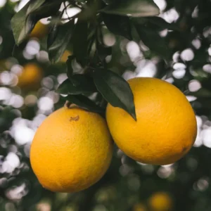 Red Navel Orange Tree Live Plant, Navel Orange Tree, Red Navel Orange Tree Outdoor Planting From 2 Feet Height Potted No Ship To CA