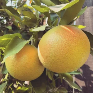 Grapefruit Tree Live Plant, Grapefruit Tree Plant, Grapefruit Live Tree, Sweet Grapefruit From 2 Feet Height In Pot To Plant Outdoor No Ship To CA