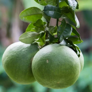 Grapefruit Tree Live Plant, Grapefruit Tree Plant, Grapefruit Live Tree, Sweet Grapefruit From 2 Feet Height In Pot To Plant Outdoor No Ship To CA