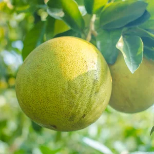 Grapefruit Tree Live Plant, Grapefruit Tree Plant, Grapefruit Live Tree, Sweet Grapefruit From 2 Feet Height In Pot To Plant Outdoor No Ship To CA