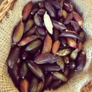 Finger Lime Tree Live Plant, Finger Lime Fruit, Finger Limes Tree, Live Finger Lime Tree From 2 Feet Height In Pot No Ship To CA