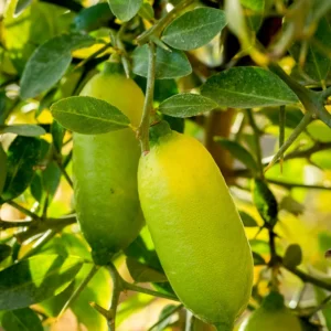 Finger Lime Tree Live Plant, Finger Lime Fruit, Finger Limes Tree, Live Finger Lime Tree From 2 Feet Height In Pot No Ship To CA