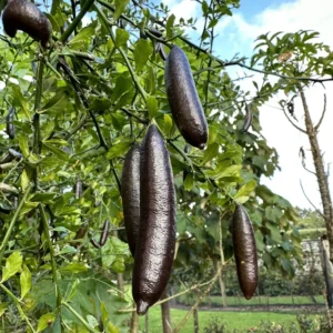 Finger Lime Tree Live Plant, Finger Lime Fruit, Finger Limes Tree, Live Finger Lime Tree From 2 Feet Height In Pot No Ship To CA