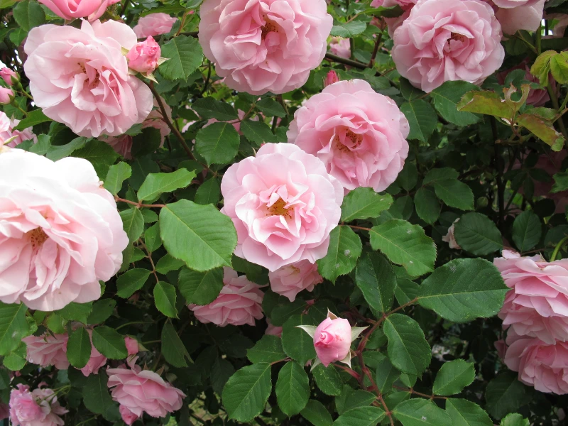 rose bush care