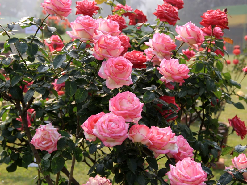 rose bush care