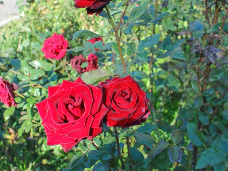 rose bush care, red rose