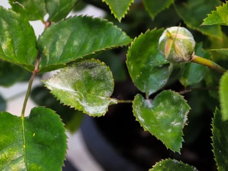 Common Problems, Pets and Diseases of rose bush