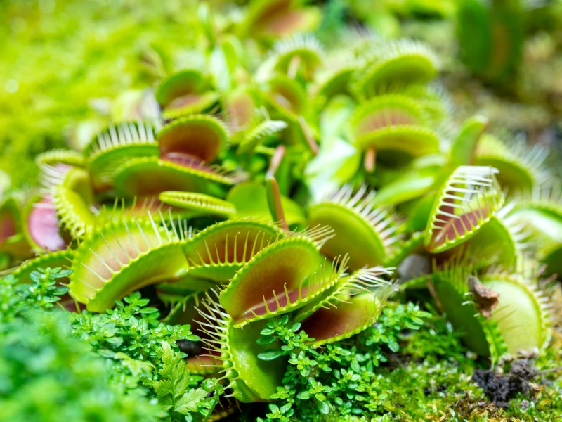 venus flytrap care