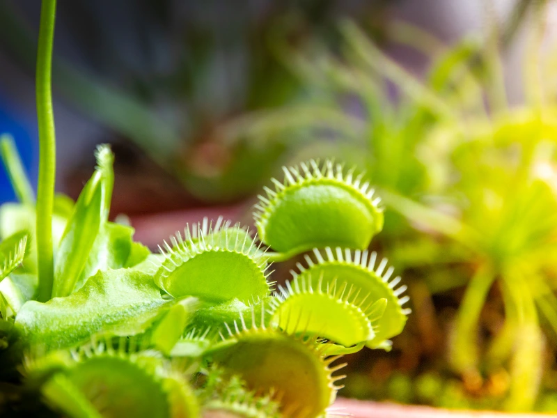 venus flytrap