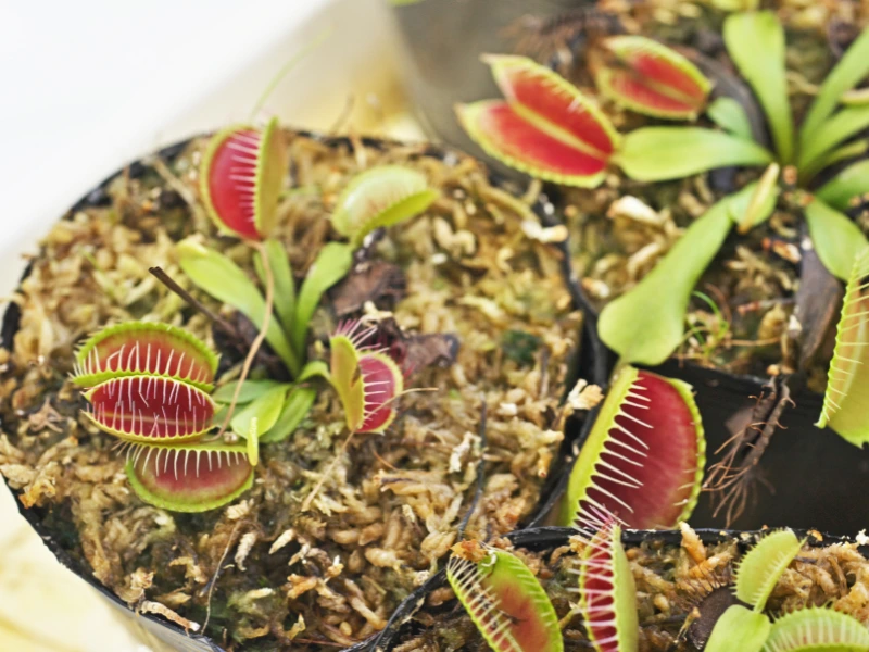 venus flytrap in pot