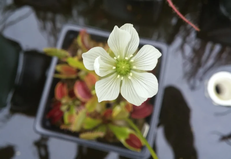 Venus Flytrap flowers