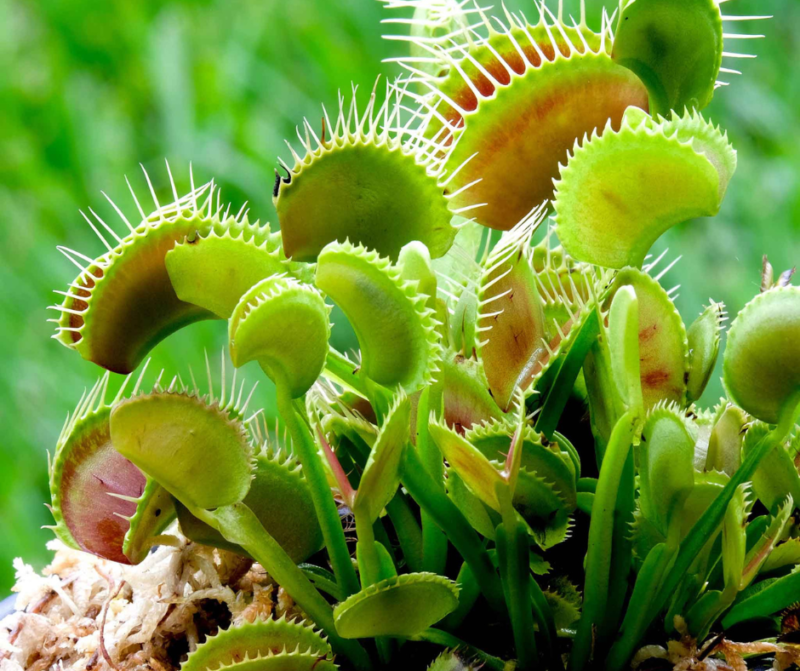 Healthy and thriving Venus flytraps with vibrant green traps