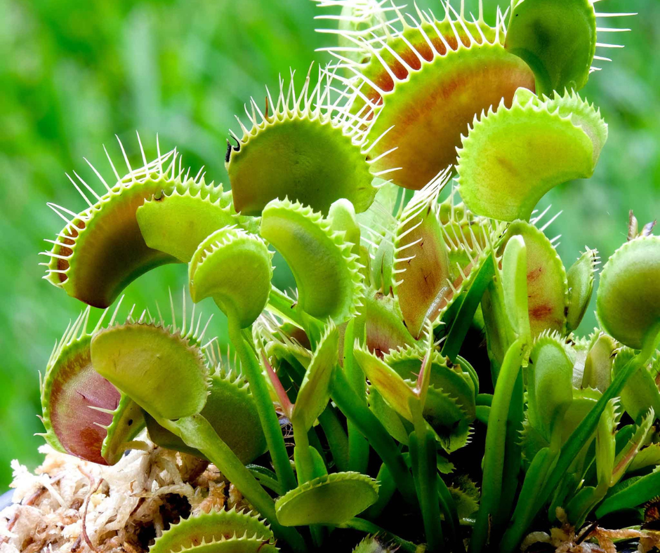 venus flytrap