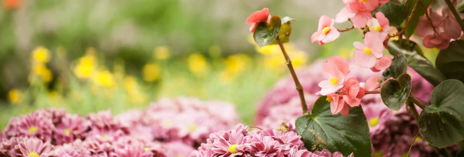 Garden tree nursery - spring sale